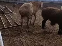 公羊, Arashan sheep — 照片 2