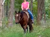 فرس, Quarter Horse — الصورة 5