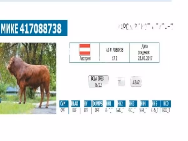 公牛, Cattle — 俄罗斯