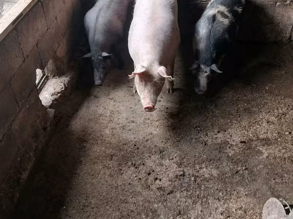 Säue, Schweine
