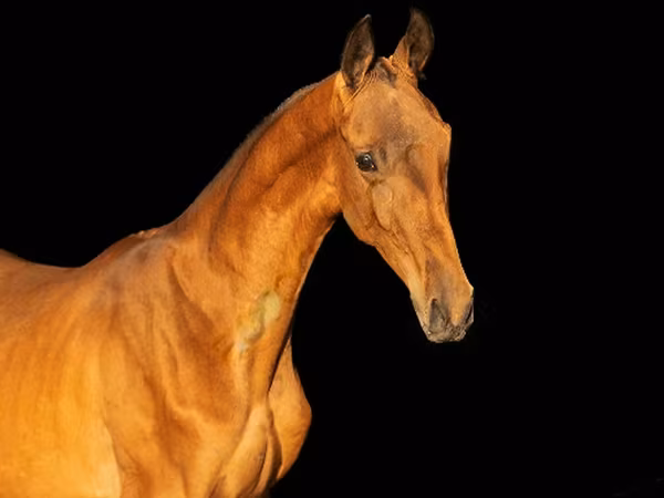 公马, Akhal-Teke — 俄罗斯