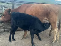गाय, मवेशी — फ़ोटो 1