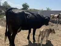 بقرة, Swiss cattle — الصورة 3