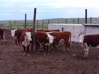 母牛, Kazakh White-headed cow — 照片 1