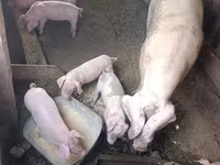 母猪, Ландрас — 照片 2