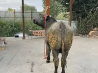 ثور, البلجيكية الزرقاء — الصورة 3