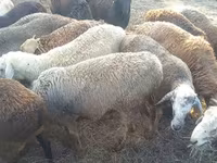公羊, Hissar sheep — 照片 3