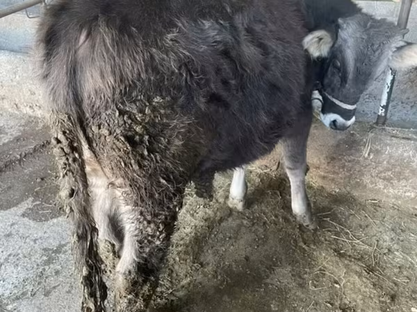Swiss cattle