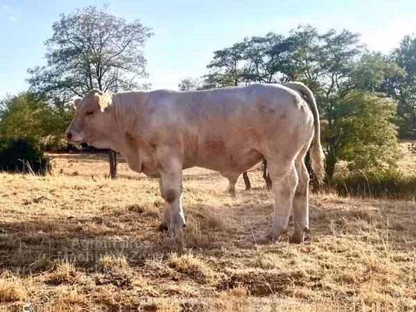 公牛, Charolais cattle