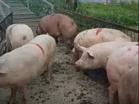 母猪, Pigs — 照片 3