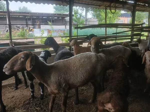 Sheep