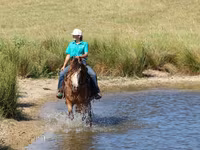 घोड़ा, Gypsy horse — फ़ोटो 5
