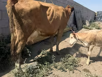 بقرة, Swiss cattle — الصورة 4