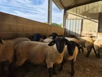公羊, White Suffolk sheep — 照片 2