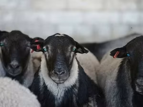 Dorper sheep