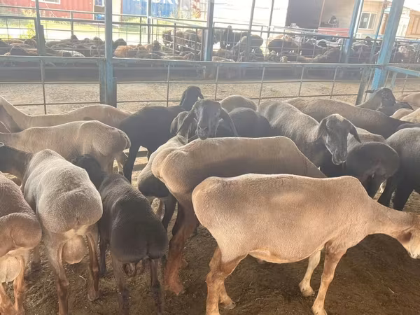 Oveja, Ovejas — Kirguistán