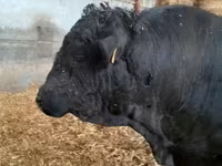 公牛, Cast cow — 照片 2