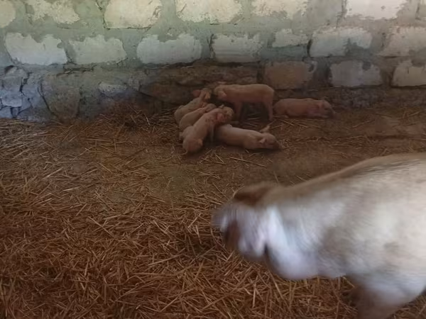 母猪, Pigs