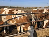 母牛, Red-spotted breed — 照片 2