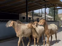 Sheep, Arashan sheep — photo 2