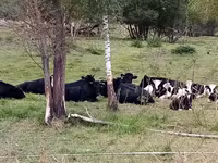 公牛, Holstein breed — 照片 4