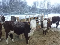 Cow, Cattle — photo 2