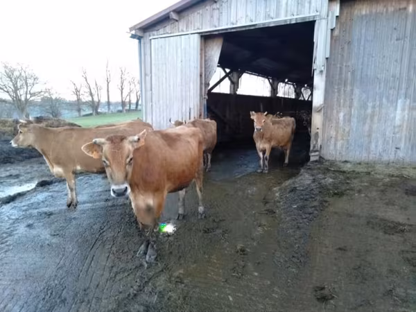 母牛, Jersey breed