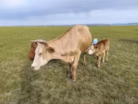 Cow, Cattle — photo 1