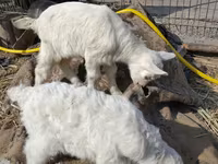 Cabro, Saanen goat — foto 4