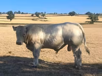 公牛, Cast cow — 照片 5