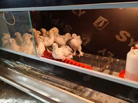 婆罗门鸡 — 照片 4