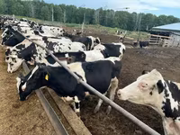 公牛, Russian Black pied cattle — 照片 1