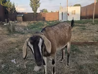 Ziege, Nubian Goat — Foto 1