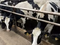 母牛, Holstein breed — 照片 6