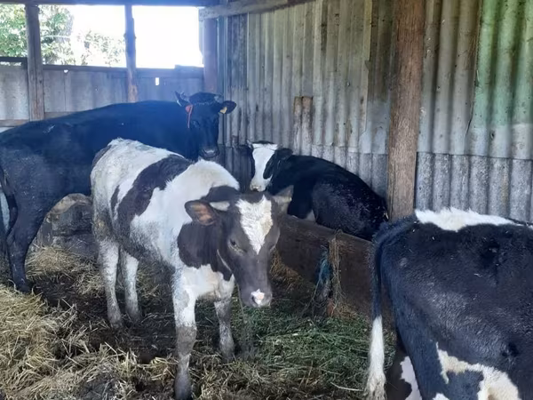 गाय, गोलस्टीन नस्ल