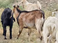 公山羊, Nubian Goat — 照片 2