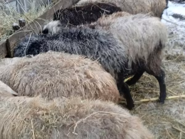 Sheep, Sheep