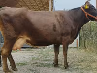 بقرة, Simmental cattle — الصورة 5