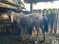 母马, Horses — 照片 3