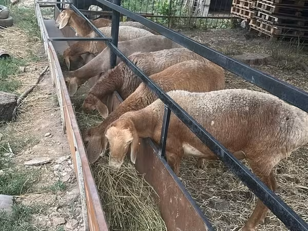 Oveja, Ovejas — Kirguistán