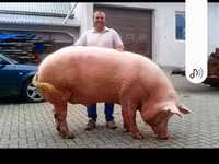 Sow, Pigs — photo 2