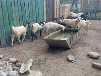 公山羊, Pomellata goat — 照片 6