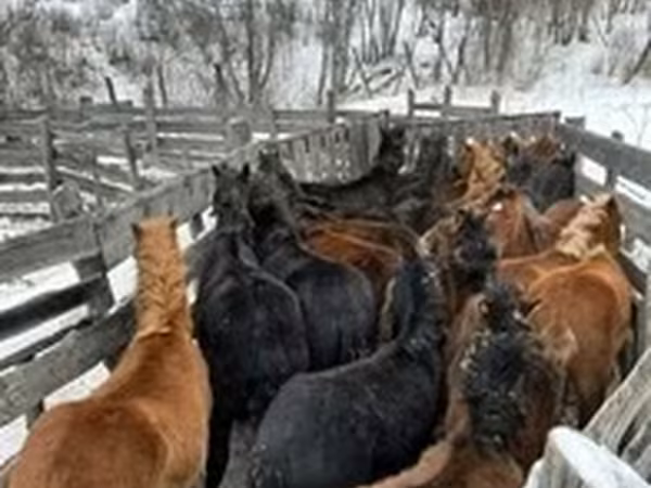 Конь, Лошади — Россия