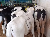 公牛, Holstein breed — 照片 7