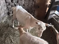 Ziege, Saanen goat — Foto 1