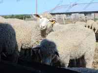 公羊, Kuibyshev sheep — 照片 1