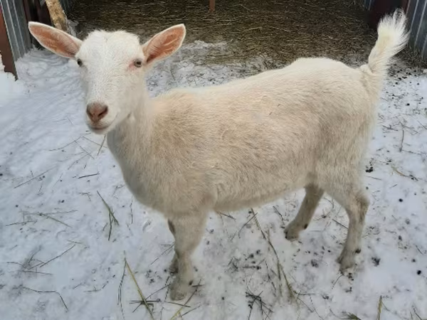 母山羊, Saanen goat — 俄罗斯