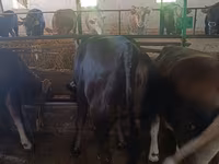 母牛, Alatau breed — 照片 6