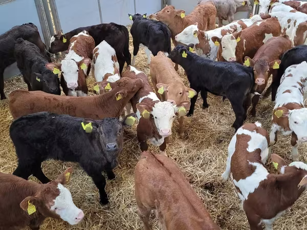 公牛, Cattle