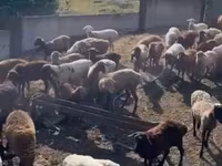 Sheep, Kuibyshev sheep — photo 3